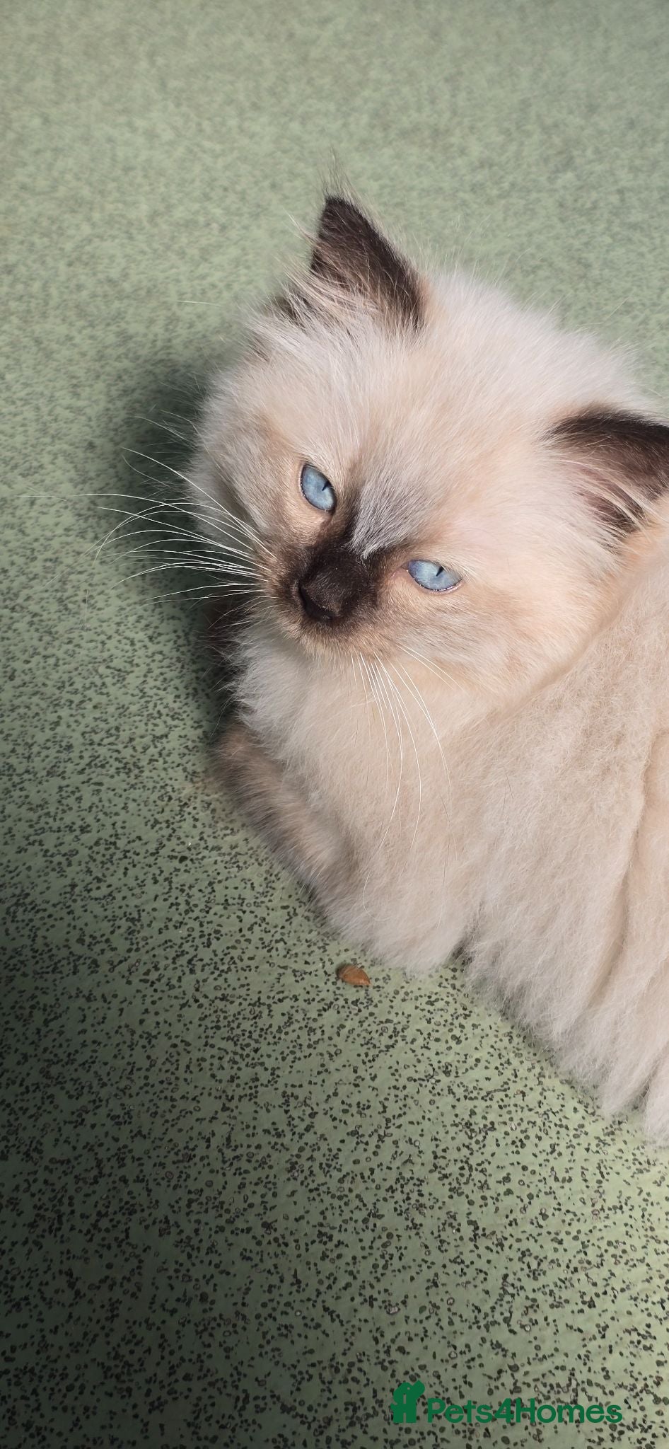 Ragdoll cats One Female Ragdoll Kitten left - Advert 2