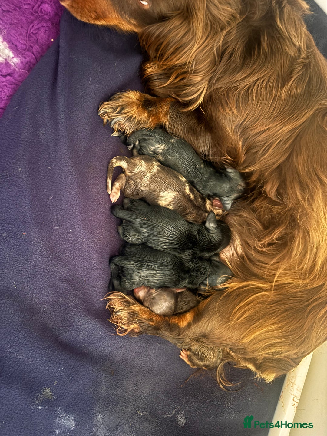 Miniature Dachshund dogs for sale: Beautiful KC silver dapple longhair miniature girl - Advert 8