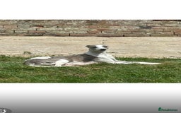 Whippet dogs for sale: Beautiful blue whippets  - Image 10