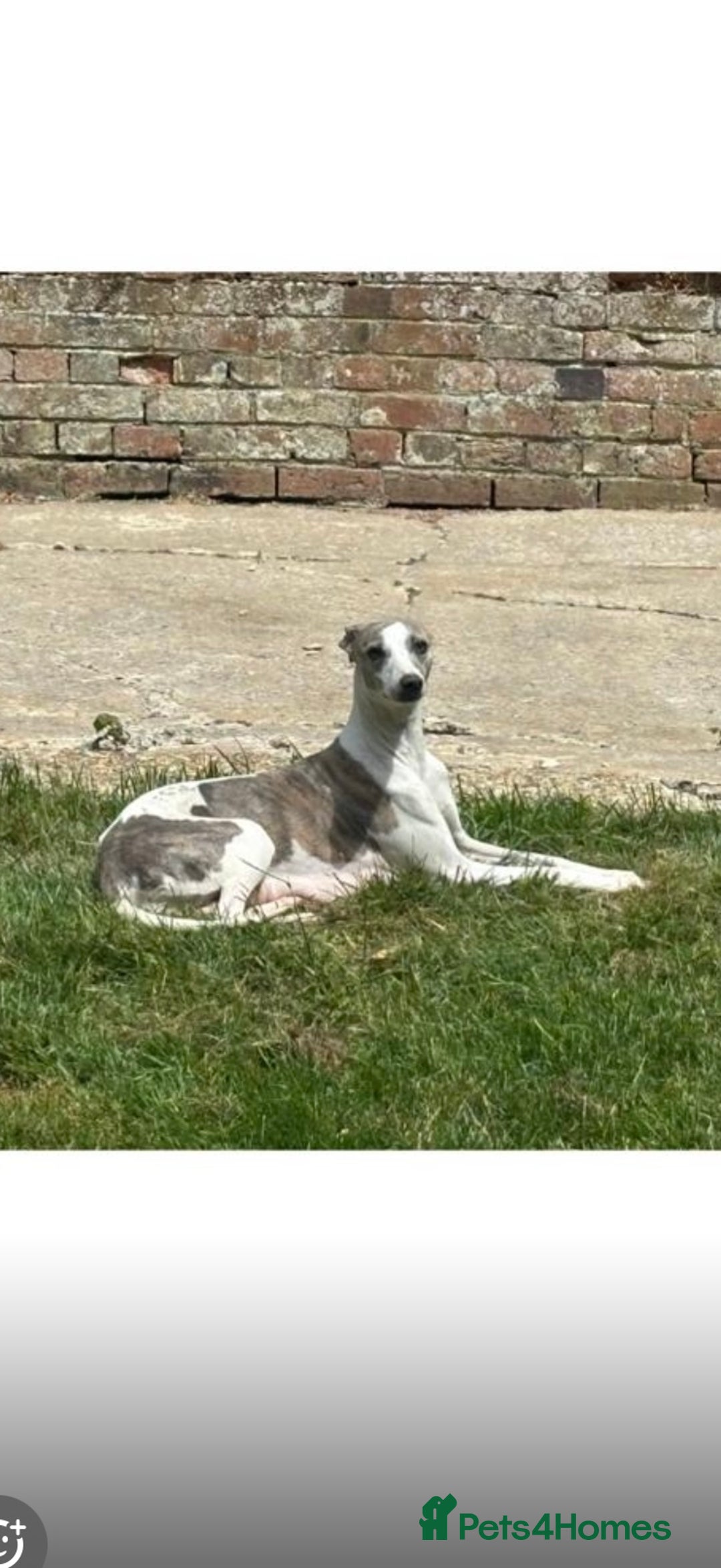 Whippet dogs for sale: Beautiful blue whippets  - Image 10