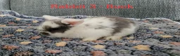 Mini Lop rabbits for sale: Mini lop bunnies for sale - Advert 5