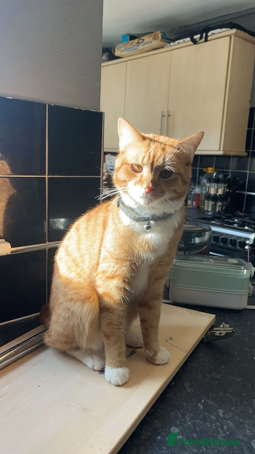 Mixed Breed cats for sale: Puss In Boots & Nuka-Cola - Advert 2