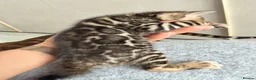 Bengal cats for sale: Beautiful Bengal Kittens Available for Reservation - Advert 11