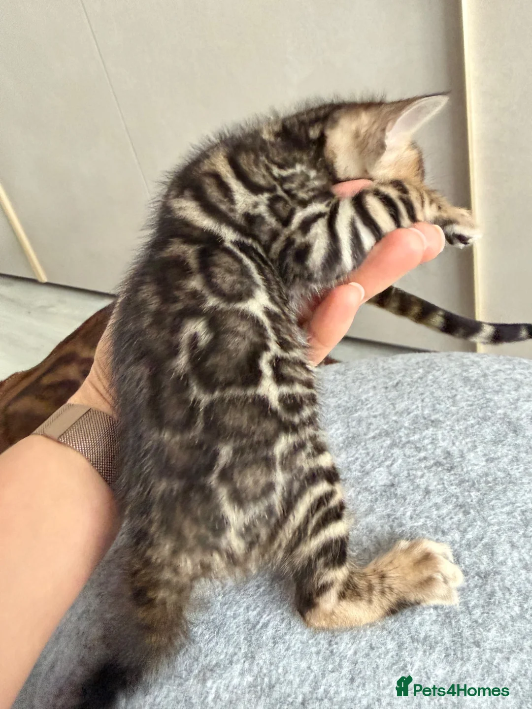 Bengal cats for sale: Beautiful Bengal Kittens Available for Reservation - Advert 11