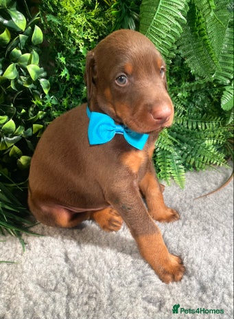 Dobermann dogs - Advert 9