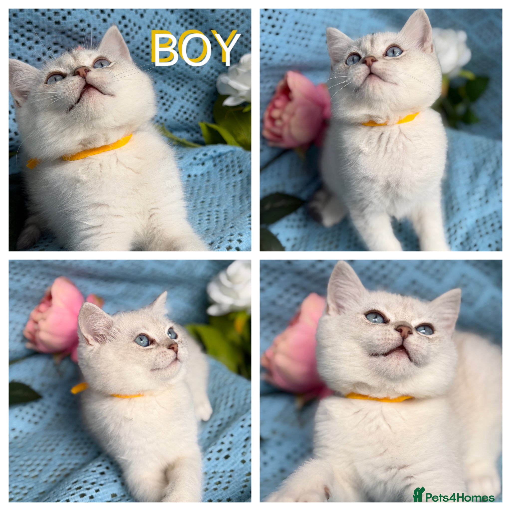 British Shorthair cats British shorthair golden point Kittens TICA - Advert 17
