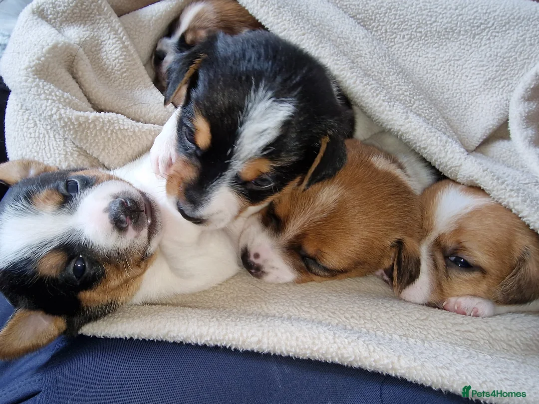 Jack Russell dogs for sale: Stunning smooth coat full jack russells  - Advert 11