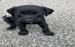 Mixed Breed dogs for sale:  Bedlington, spaniel hybrid  - Image 3