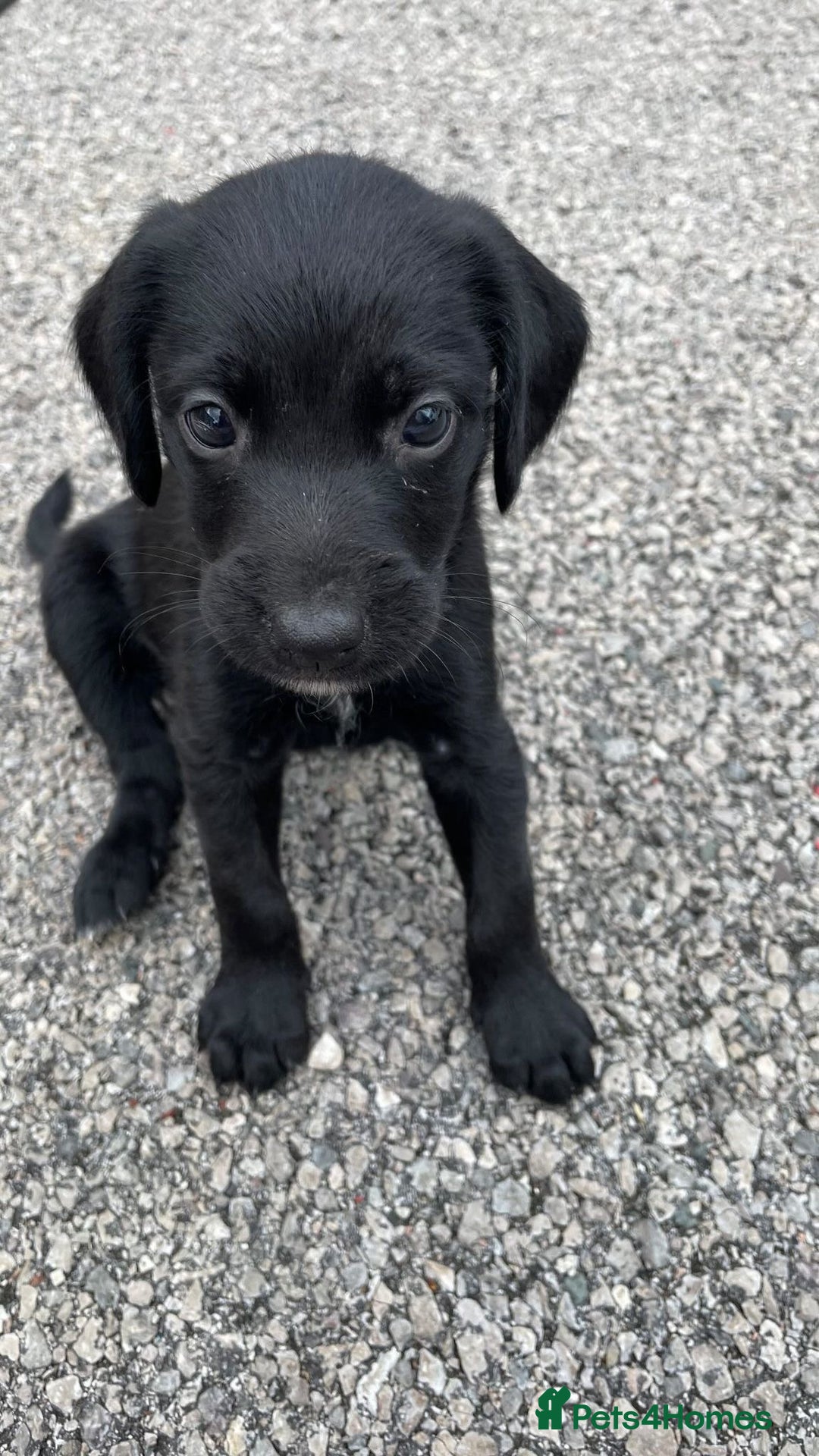 Mixed Breed dogs for sale:  Bedlington, spaniel hybrid  - Image 3