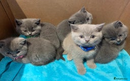 British Shorthair cats for sale: Full Pedigree stunning British Shorthair kittens  - Image 10