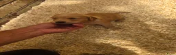 Golden Retriever dogs for sale: Kc registered dark red pups - Advert 8
