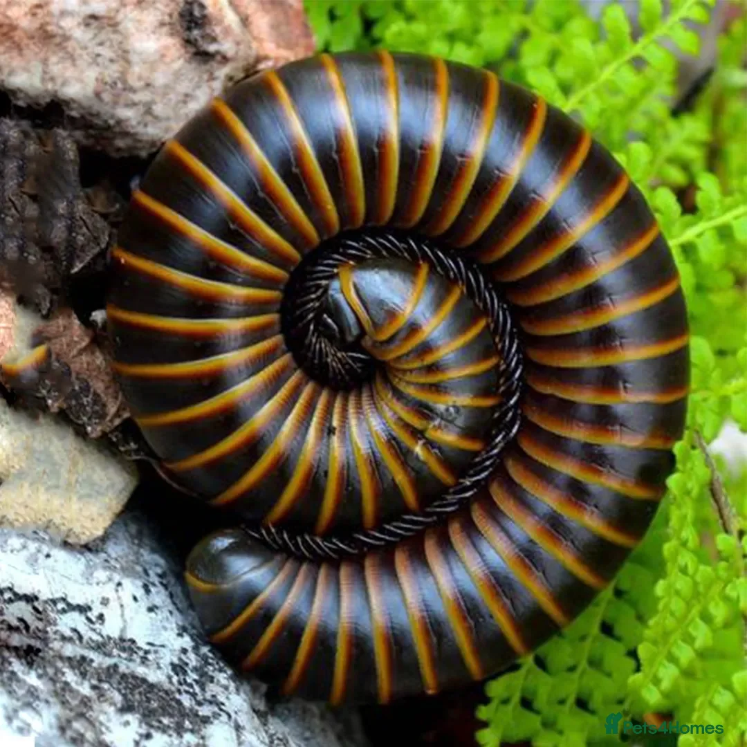 Mixed Breed invertebrates for sale: Tarantulas, Scorpions, Mantises, Isopods  - Advert 1