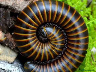 Mixed Breed invertebrates Tarantulas, Scorpions, Mantises, Isopods - Advert 8