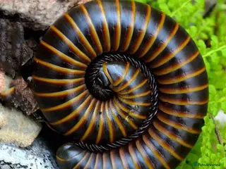 Mixed Breed invertebrates Tarantulas, Scorpions, Mantises, Isopods - Advert 13