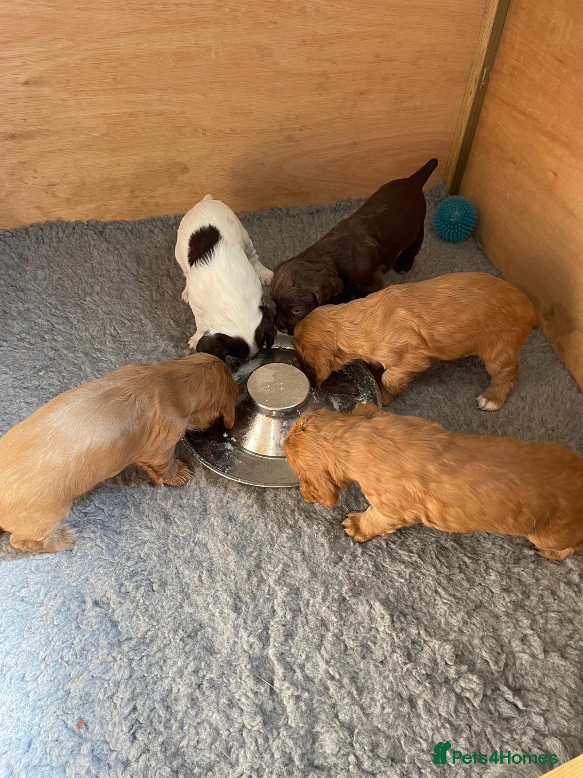 Cocker Spaniel dogs Working cocker spaniel puppies - Advert 4