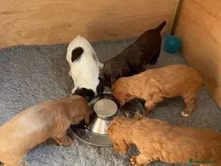 Cocker Spaniel dogs Working cocker spaniel puppies - Advert 1