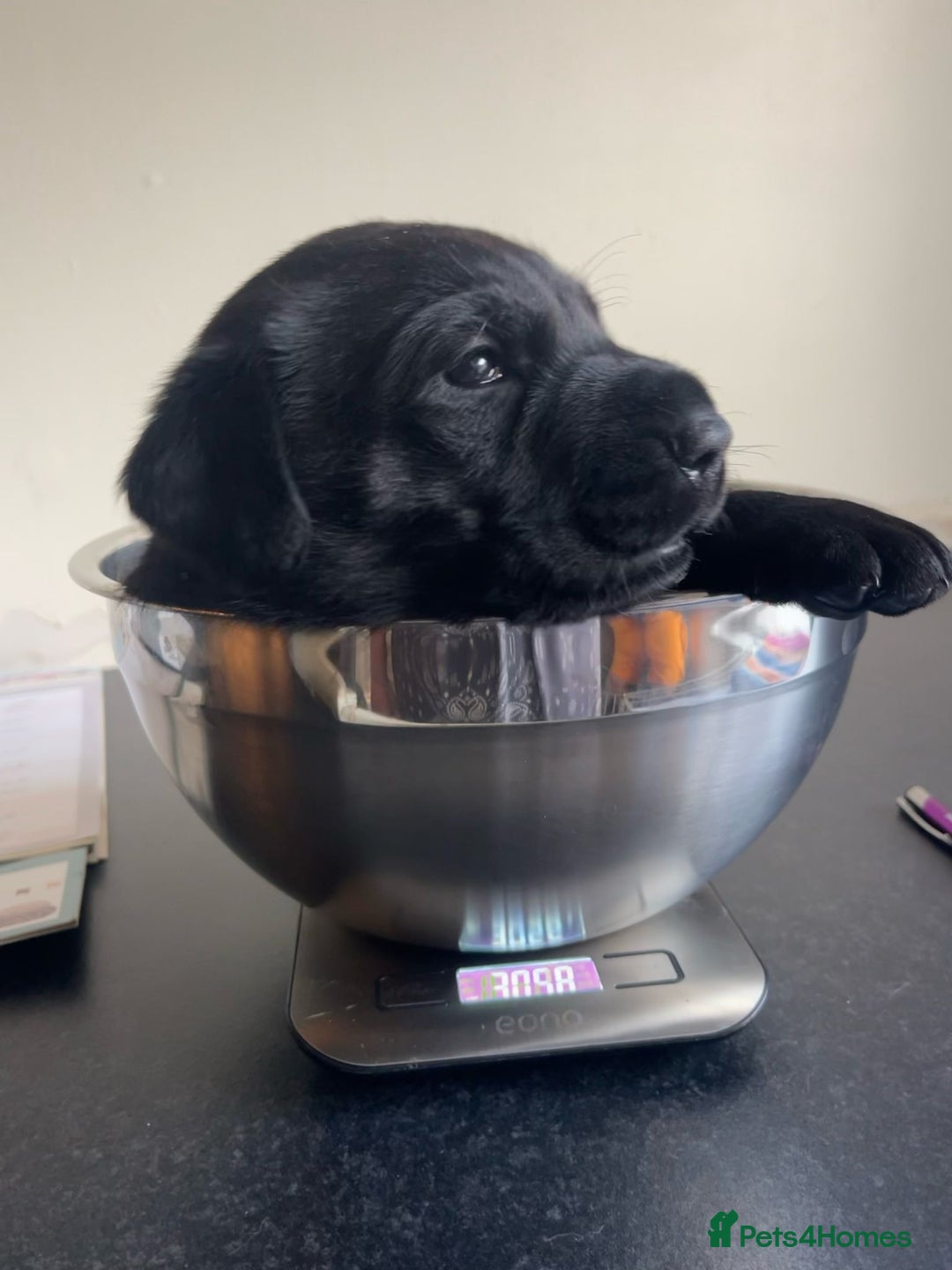 Mixed Breed dogs for sale: Loving lap pup full of snuggles  - Image 4