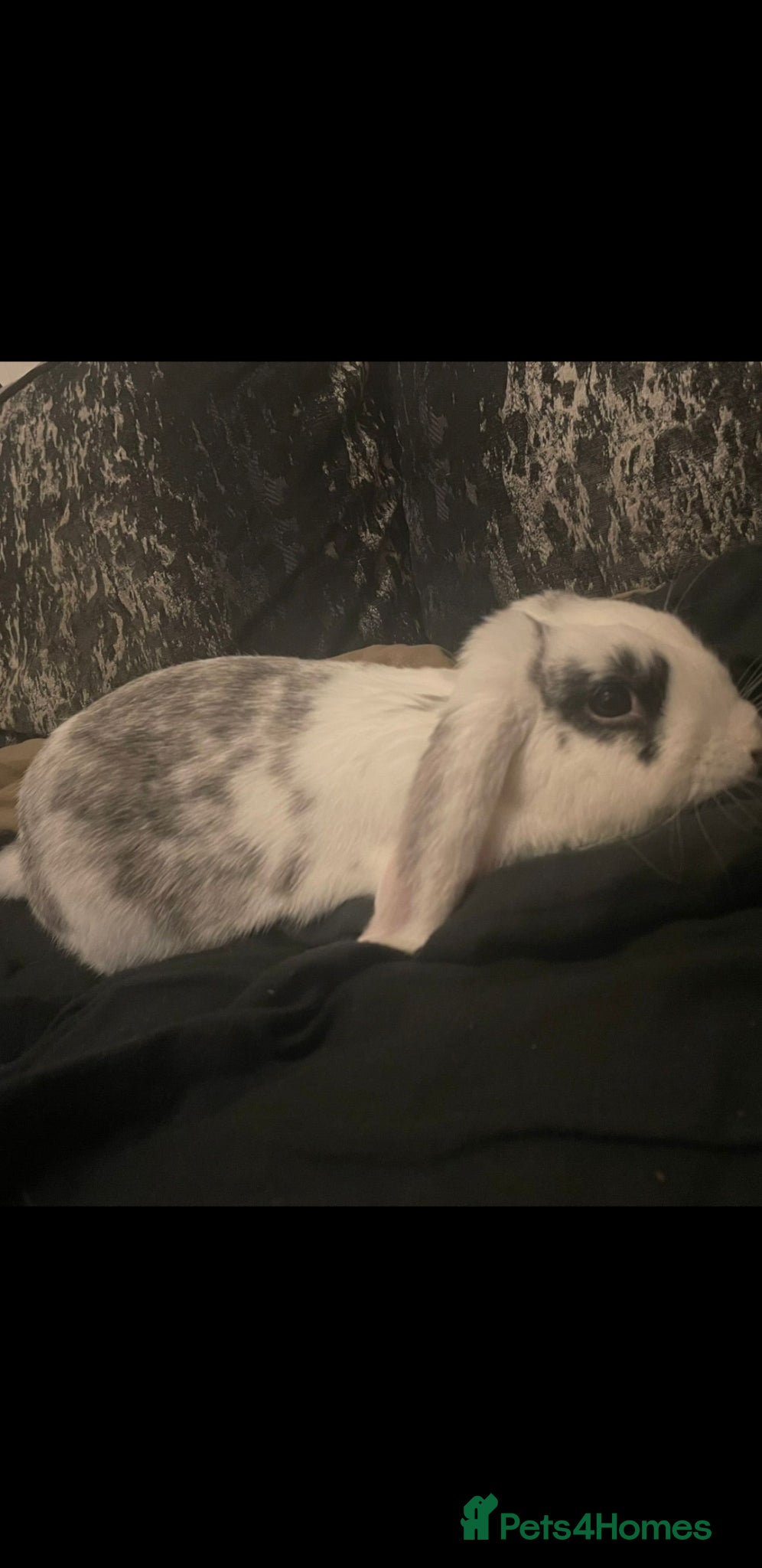 English Lop rabbits Male English lop - Advert 1