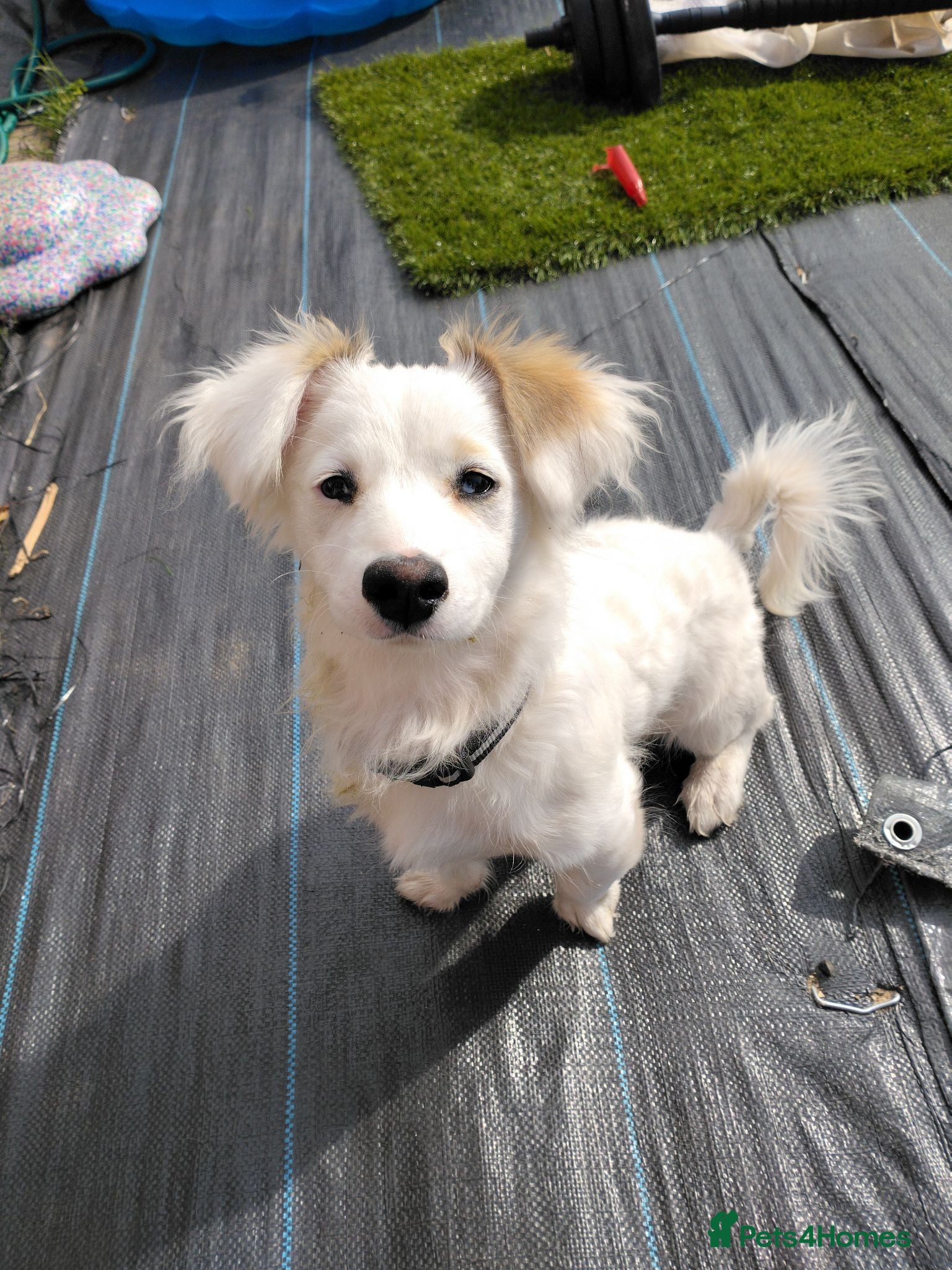 Mixed Breed dogs Maltese x bichon puppy female - Advert 1