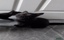 British Shorthair cats for sale:  Ready now. British shorthair kittens  - Image 16