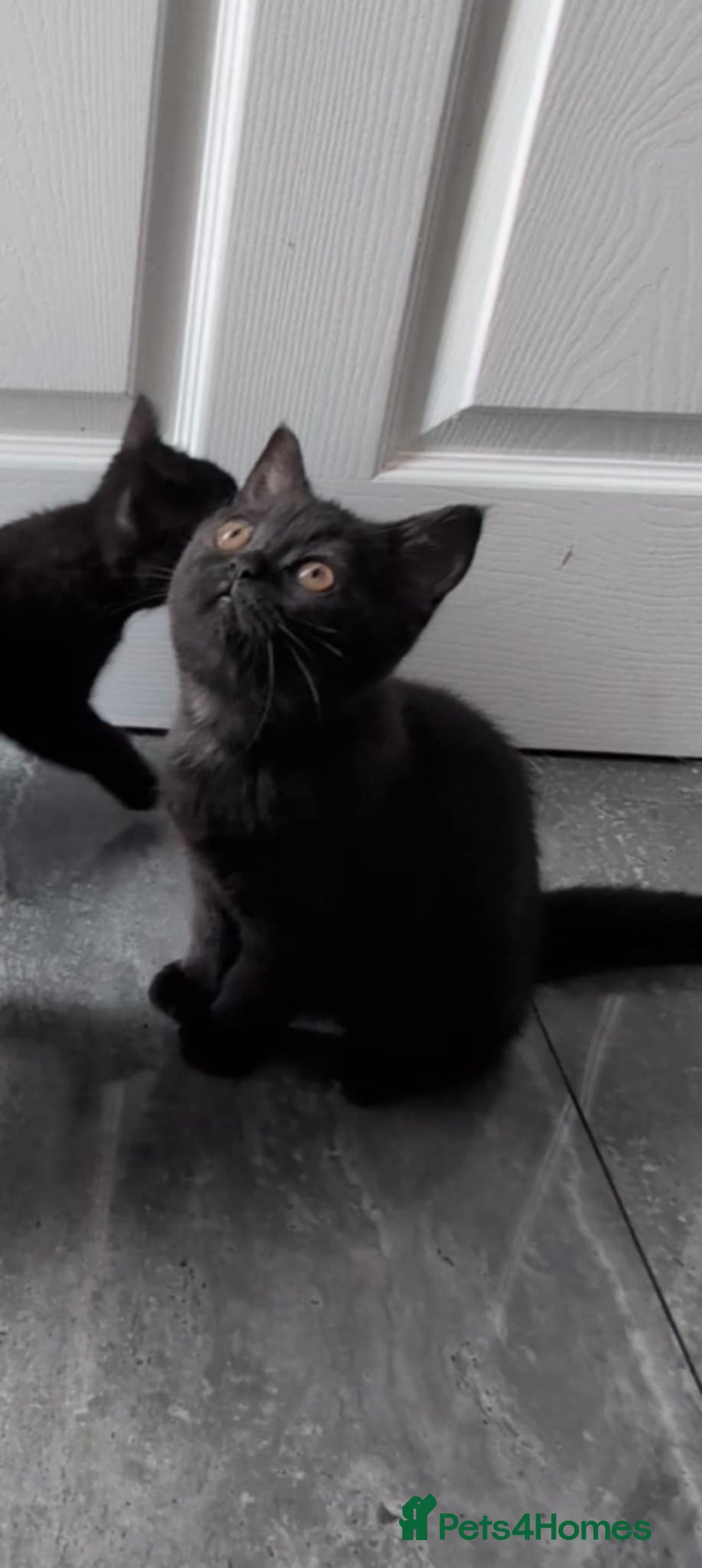 British Shorthair cats for sale:  Ready now. British shorthair kittens  - Image 16