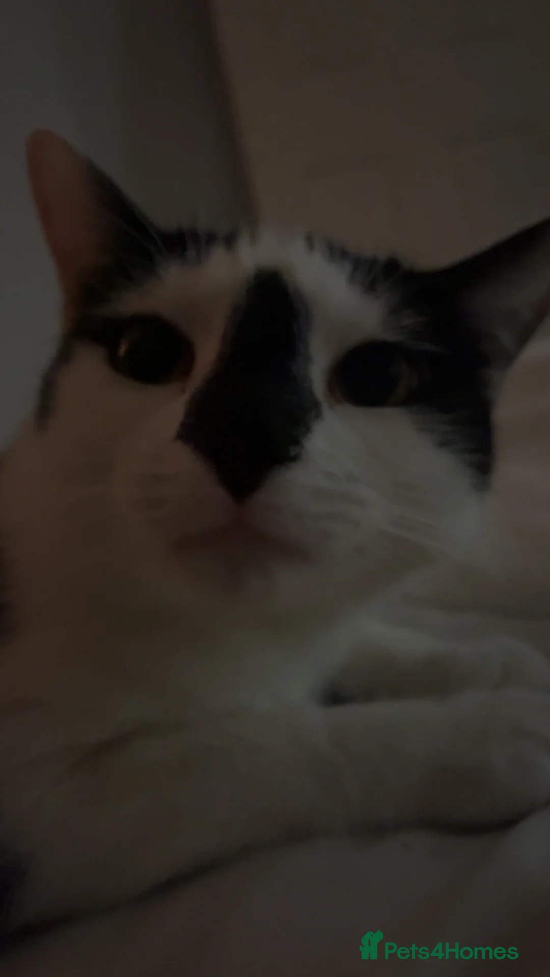 Domestic Shorthair cats for sale: 1 year old female black and white cat - Advert 9