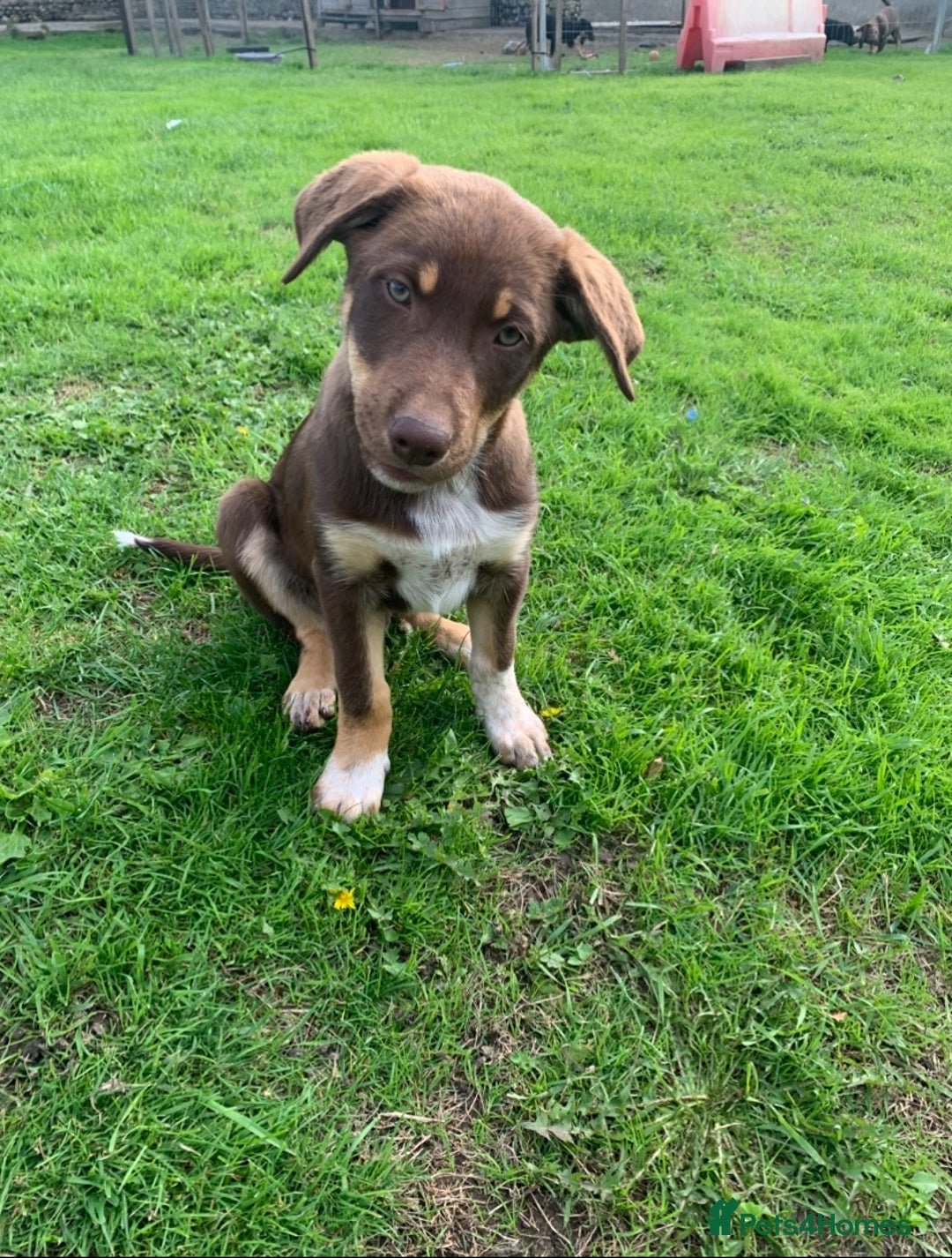 Australian Kelpie dogs for sale: Red kelpie puppy  - Image 5