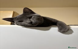 Chartreux cats for sale: Very beautiful Chartreux  - Image 4