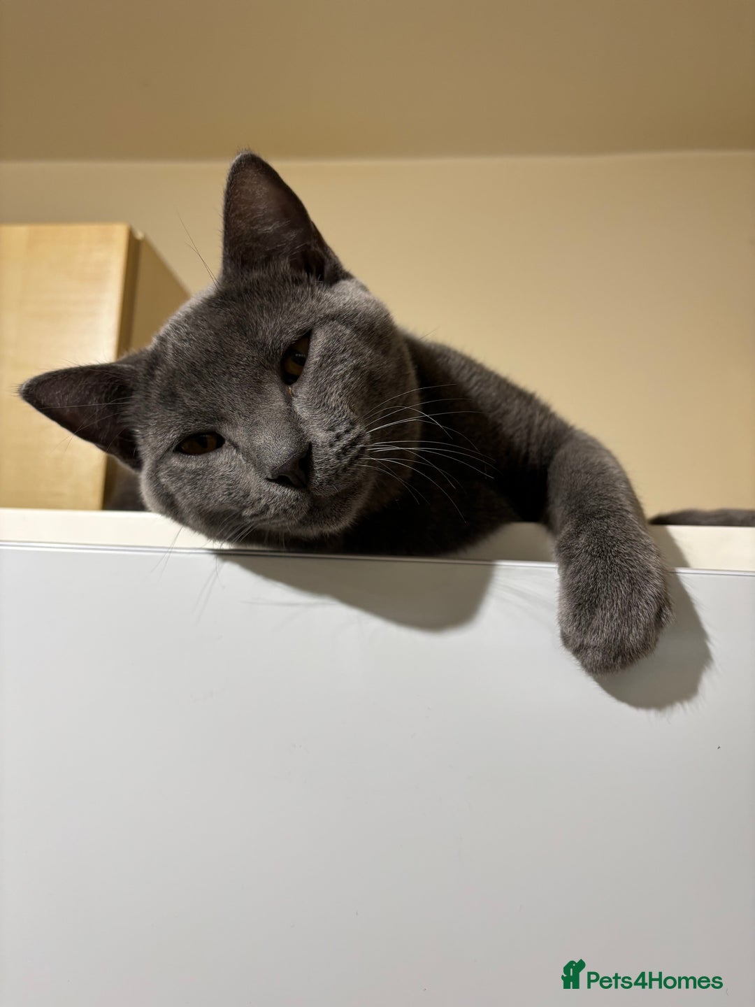 Chartreux cats for sale: Very beautiful Chartreux  - Image 4