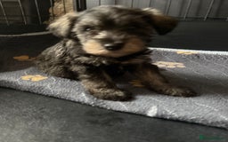 Miniature Schnauzer dogs for sale: Stunning Mini schnauzers kc reg puppies - Image 10