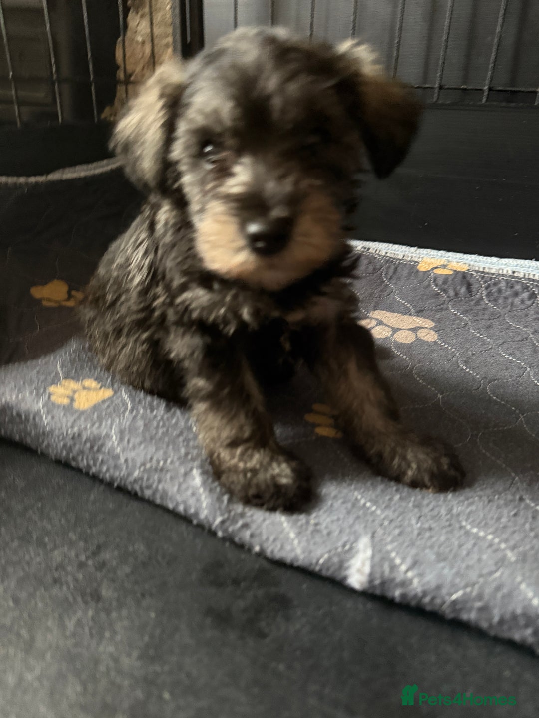 Miniature Schnauzer dogs for sale: Stunning Mini schnauzers kc reg puppies - Image 10