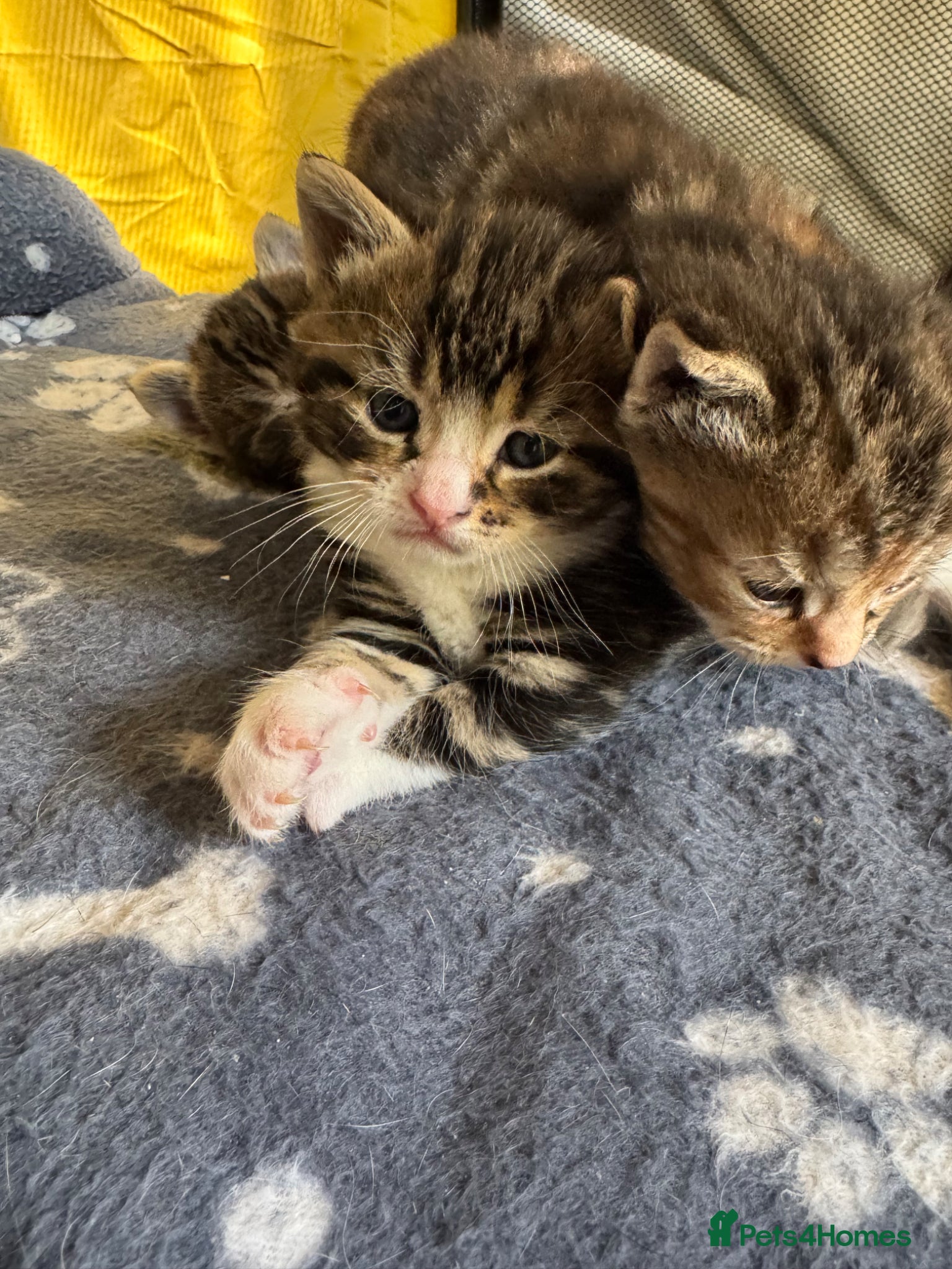 Mixed Breed cats  Beautiful half Maine coon kittens  - Advert 1