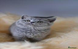 British Shorthair cats for sale: GCCF reg blue kittens  - Image 24
