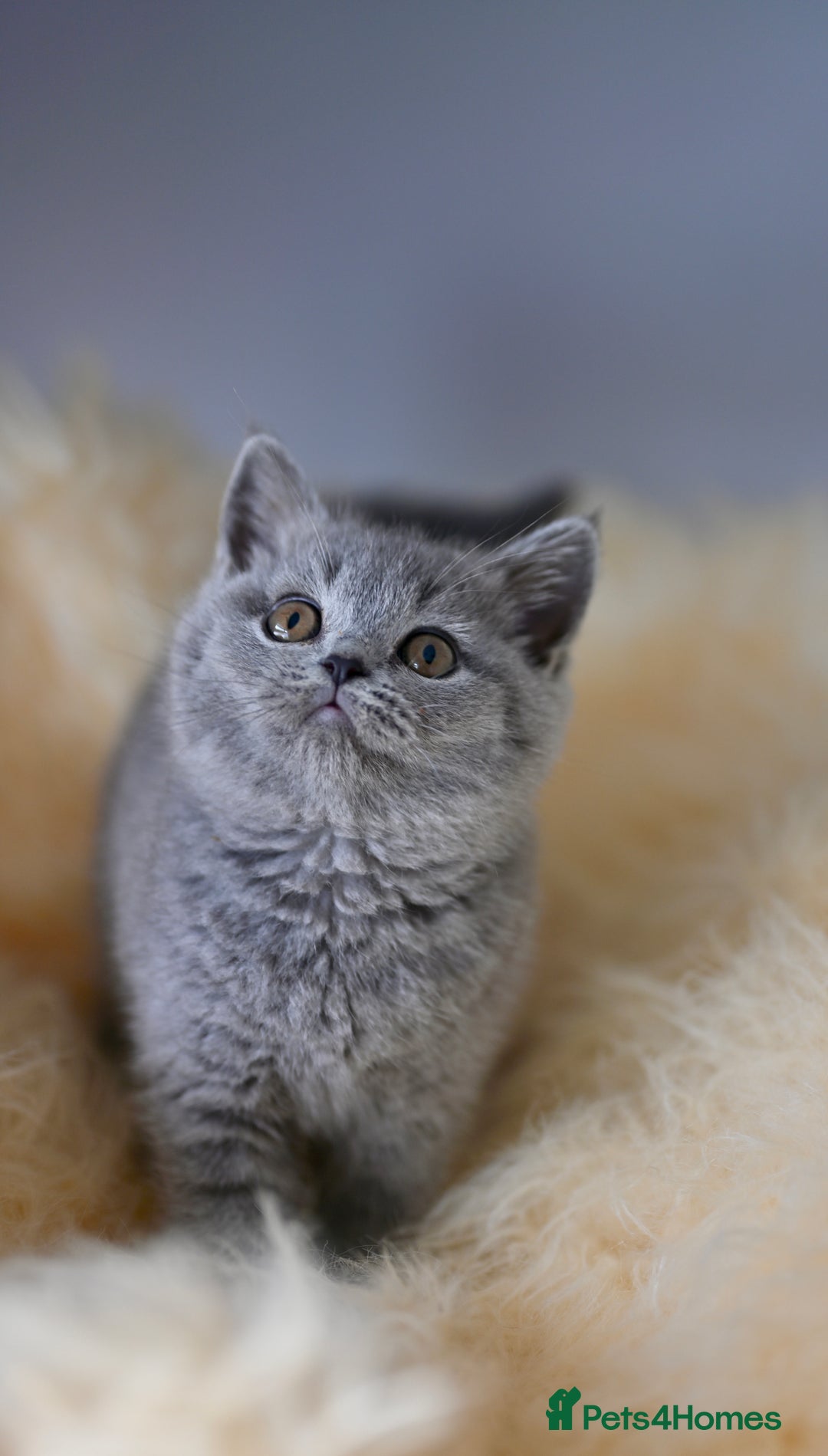 British Shorthair cats for sale: GCCF reg blue kittens  - Image 24