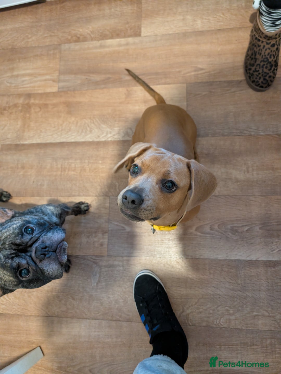 Mixed Breed dogs for sale: French bulldog crossed dachund - Advert 2