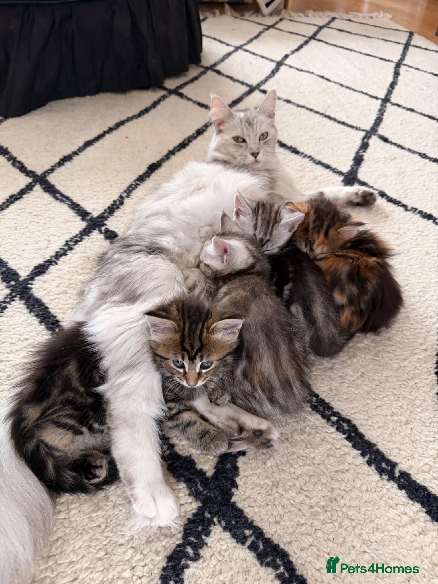 Maine Coon cats Maine coon x kittens  - Advert 5