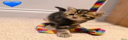 Persian cats for sale: 5 Persian X kittens available from 9th May - Advert 13