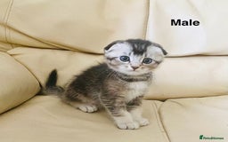 Scottish Fold cats for sale: Adorable 8 weeks old Scottish fold kittens! - Image 10