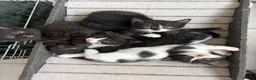 Scottish Fold cats for sale: Scottish Fold Mix Kitten  - Advert 2