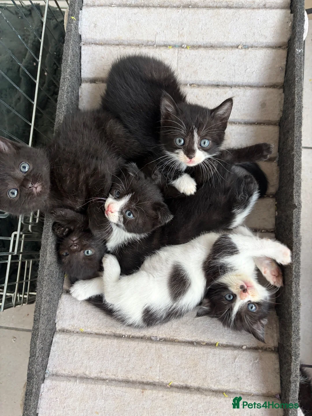 Scottish Fold cats for sale: Scottish Fold Mix Kitten  - Advert 2