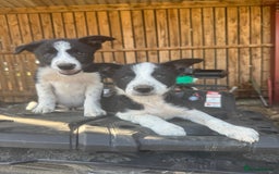 Border Collie dogs for sale: 3 males left .. female now sold! - Image 13