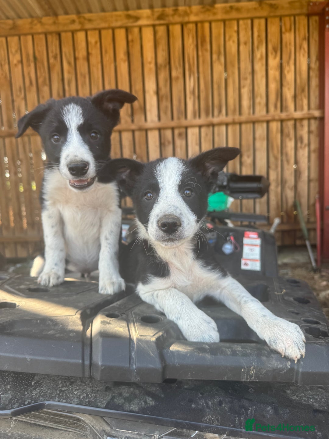 Border Collie dogs for sale: 3 males left .. female now sold! - Image 13