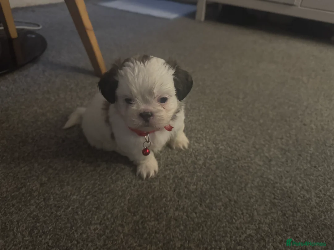 Shih Tzu dogs for sale: 7 Shih Tzu puppies looking new home  - Advert 3