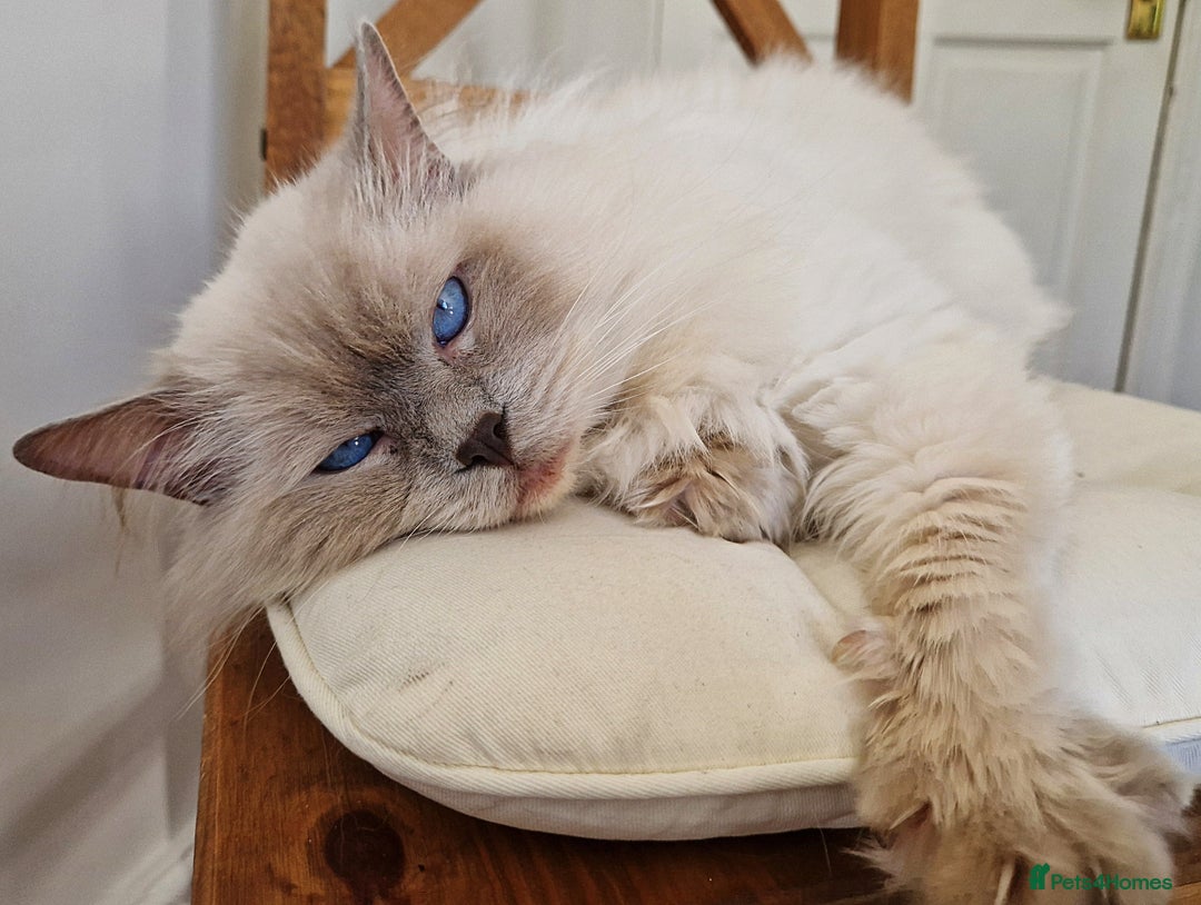 Ragdoll cats for stud: Ragdoll Stud Lilac Colour GCCF Active. in Sheffield - Image 2