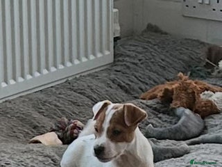 Jack Russell dogs Jack Russell Parson Type Dog Puppies For Sale - Advert 1
