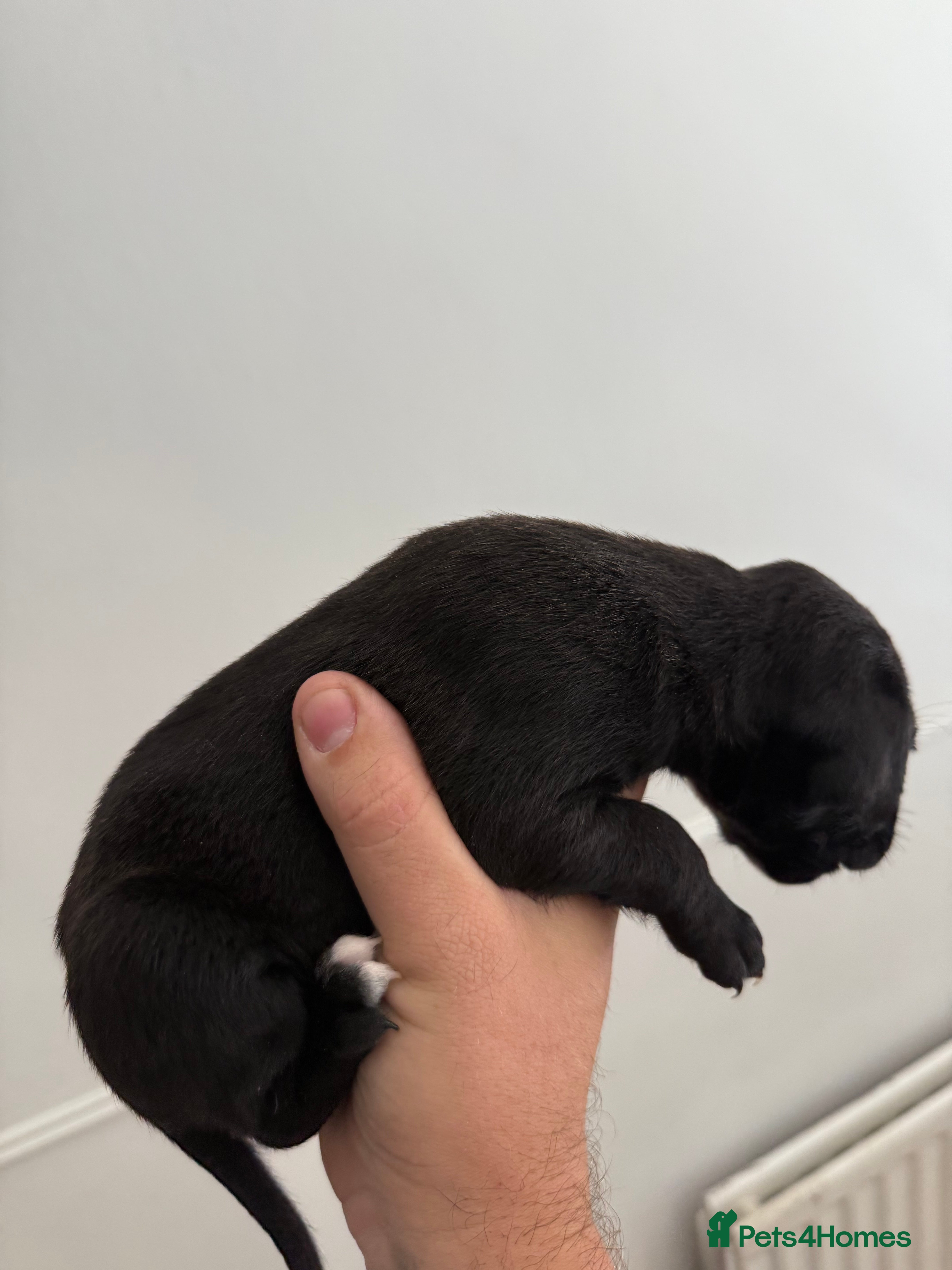 Cane Corso dogs Cane corso puppies - Advert 2