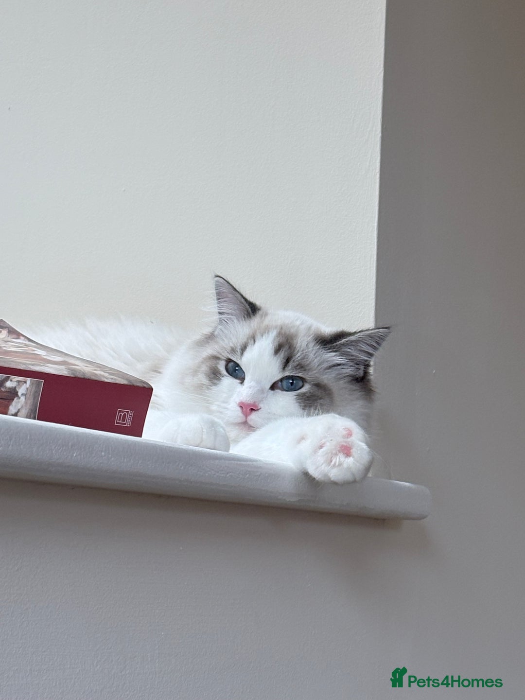 Ragdoll cats for sale: Luxury Ragdoll Blue-Eyed Beauty - Advert 3