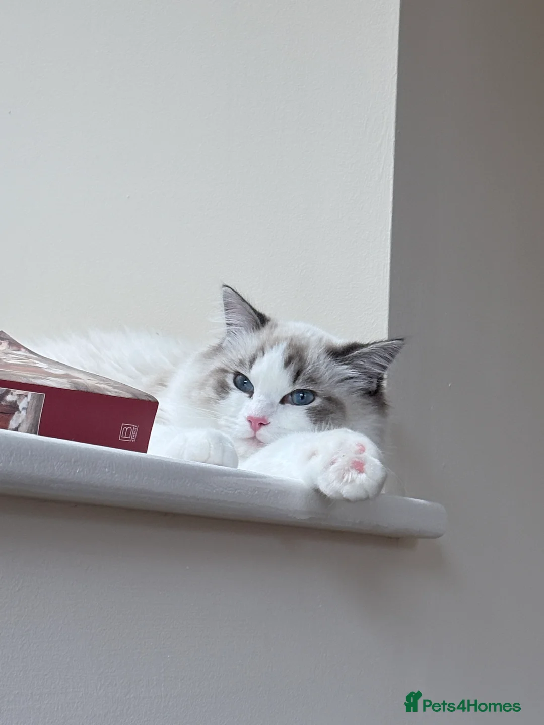 Ragdoll cats for sale: Luxury Ragdoll Blue-Eyed Beauty - Advert 3