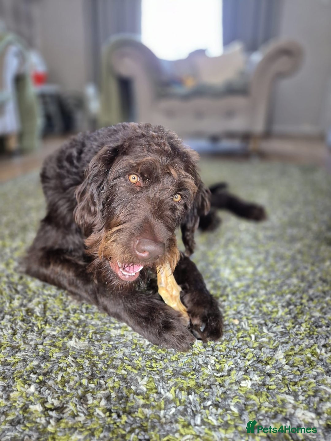 Labradoodle dogs for sale: charlie  - Image 2