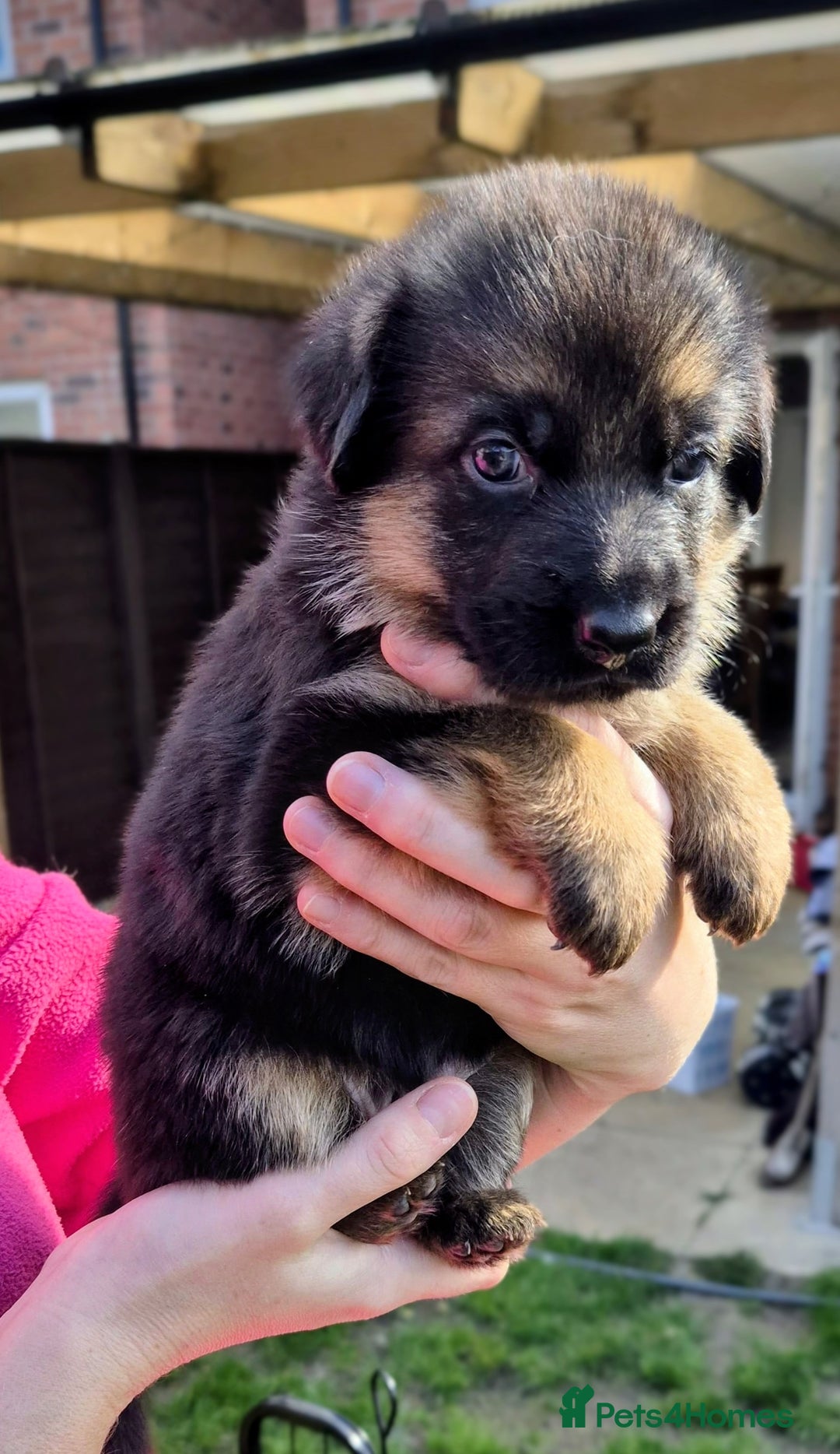 German Shepherd dogs for sale: KC registered German shepherd puppies - Image 4